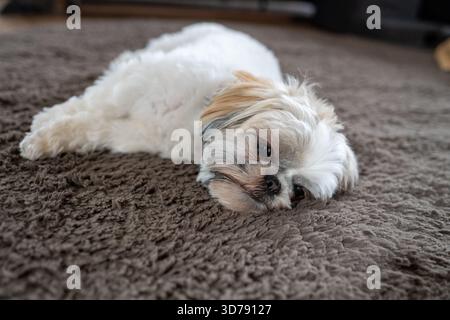 Ein entzückender, verschlafener Shih Tzu-Hund, der friedlich auf einem dicken, gemütlichen braunen Teppich ruht Stockfoto
