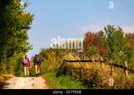 Ältere Ehepaare, die im Spätsommer auf einem Fußweg spazieren gehen, mit Bäumen und Büschen auf beiden Seiten des Weges. Stockfoto