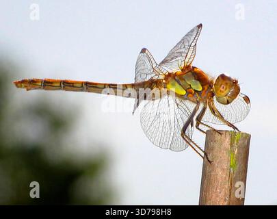 Libelle im Garten Stockfoto