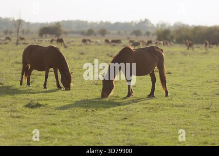 Pferde grasen ruhig auf einer üppigen grünen Weide unter der warmen Nachmittagssonne Stockfoto