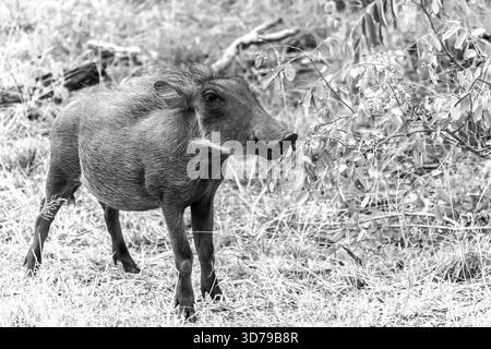 Ein süßes Warzenschwein, Phacochoerus africanus, in Schwarz-weiß. Stockfoto