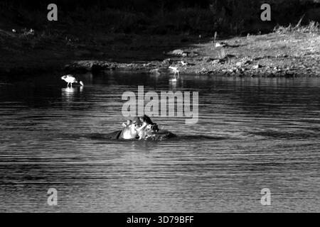 Zwei junge Flusspferde (Hippopotamus amphibius) spielen im Kruger-Nationalpark in Südafrika als Kampfsportart in Schwarz-weiß Stockfoto