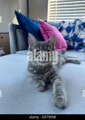 Ein kleines graues Kätzchen zieht sich auf eine helle Couch. Die Einrichtung umfasst farbenfrohe Kissen in Blau-, Rosa- und Blau-weiß-Tönen Stockfoto