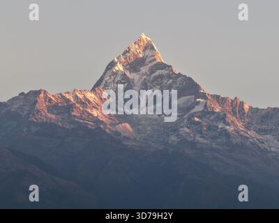 Der majestätische, schneebedeckte Berggipfel Machapuchare, der in den warmen Glanz des Sonnenaufgangs getaucht ist, erhebt sich hoch vor dem klaren, klaren Himmel Pok Stockfoto