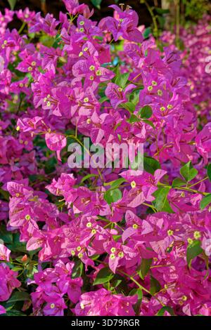 Violette Bougainvillea-Blumen. Stockfoto