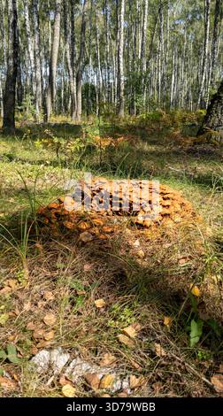 Junge Honigpilze, die im Wald wachsen. Ein Haufen wilder Honigpilze auf einem umgestürzten Baum im Wald. Vertikale Ausrichtung. Stockfoto