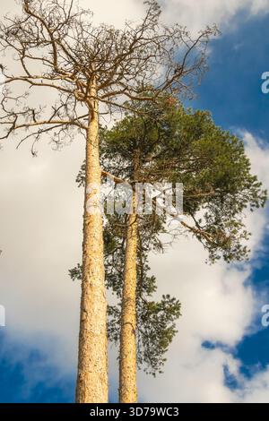 Zwei hohe Kiefern stehen nebeneinander unter einem teilweise bewölkten Himmel, der von warmem Sonnenlicht beleuchtet wird. Ihre strukturierte Rinde und die aufstrebenden Äste bringen Höhe Stockfoto