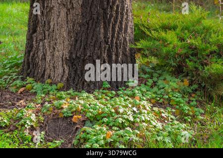 Ein stabiler Baumstamm steht deutlich zwischen üppig grünen Pflanzen und verstreuten gefallenen Blättern. Das Sonnenlicht zieht sanft durch und schafft ein ruhiges Outdoo Stockfoto
