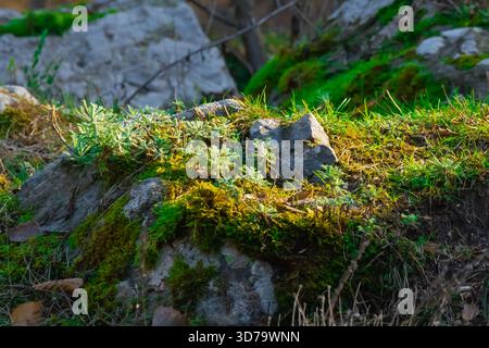 Hellgrünes Moos und kleine Pflanzen gedeihen auf felsigem Boden, beleuchtet durch warmes Sonnenlicht in einer ruhigen Waldumgebung am Morgen. Die Szenenreferenz Stockfoto