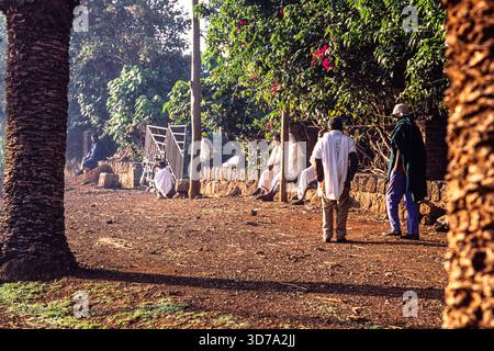 Äthiopische Menschen auf der Straße in Bahir dar bei Sonnenaufgang, Region Amhara Nord-Äthiopien. Stockfoto