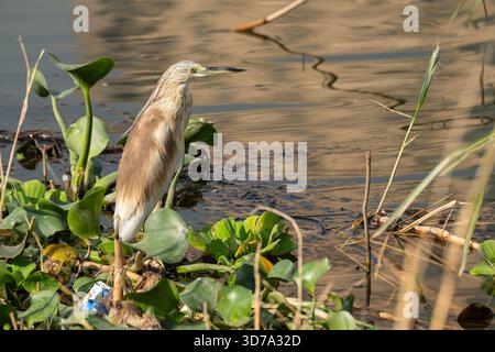 Squacco Reiher (Ardeola ralloides) steht auf Wassersalat (Pistia stratiotes) im Nil, Kairo, Ägypten Stockfoto