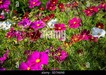 Nahaufnahme von wunderschönen rosa, lila und weißen Cosmos-Pflanzenblumen inmitten grüner Flotte, Stockfoto
