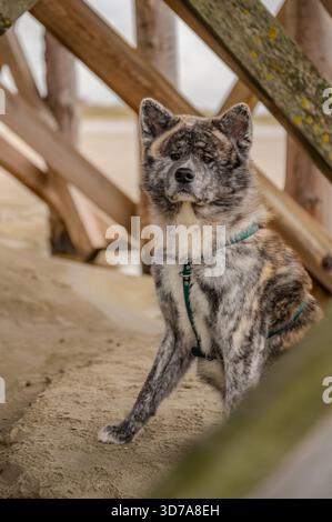 Akita Inu Hund mit grauem und braunem Fell sitzt auf einem Sandbereich unter einer Holzkonstruktion, mit grünem Harness, Nordsee, St. Peter Ording Stockfoto