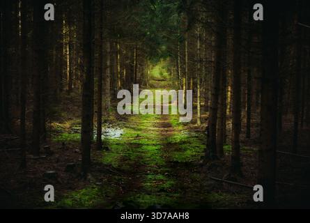 Waldweg bedeckt mit gefallenen Blättern in natürlichem Licht Stockfoto