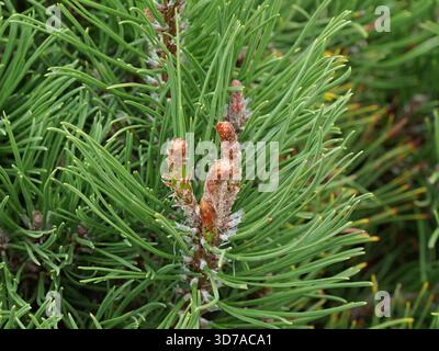 Nadeln und Knospen einer Bergkiefer. Pinus mugo. Grüne Nadeln, rötlich-braune Knospen. Nahaufnahme von. Kopierraum. Stockfoto