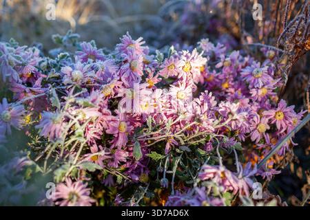 Chrysantheme bedeckt mit Eis. Schneebedeckter Wintergarten. Blumenbeet mit ausdauernden Pflanzen bedeckt mit Eis, Raureif am Morgen. Stockfoto