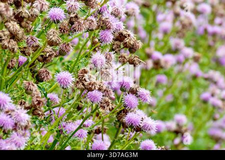 Kriechende Distle (cirsium arvense), Nahaufnahme einer Masse der gewöhnlichen Pflanze oder des Unkrauts mit rosa Blüten und sich entwickelnden Samenkörnern. Stockfoto