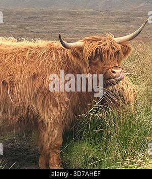 Highland Cow, Rackwick Bay, Hoy, Orkney, Großbritannien Stockfoto