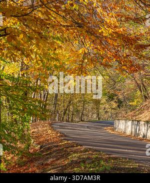 Straße im Wald mit Bäumen in den Farben des Herbstes. Stockfoto