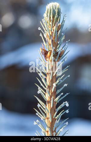 Makrofoto einer Fichtendecke und Nadeln mit feinen Eiströpfchen, die die kühle Kälte des Winters festhalten. Ideal für Natur, Frost, Fotografie und Stockfoto