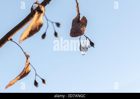 Lindenfrüchte hängen an einem Wintertag an einem gefrorenen Zweig. Eine Nahaufnahme fängt eine zarte Gruppe von Beeren und verwelkten Blättern auf einem schlanken Zweig ein, mit Stockfoto