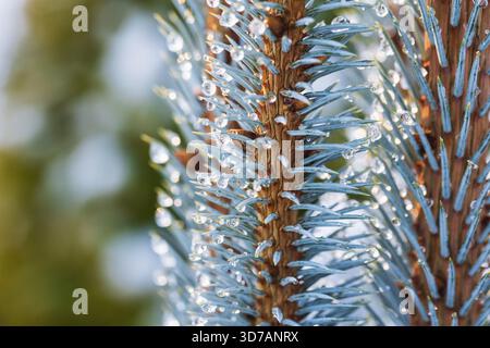 Makrofoto einer Fichtenbaumnadeln mit zarten Eiströpfchen, die die kühle Kälte des Winters einfangen. Ideal für Natur, Frost, Fotografie und andere Stockfoto