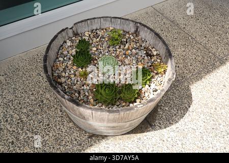 Saftiges Arrangement Rustikaler Holzfass-Übertopf Stockfoto