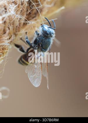 Eine tote Rotzwergbiene (APIs florea) hängt an einem Strohseil, Kairo, Ägypten Stockfoto