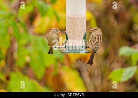Zwei Hausspatzen (Passer domesticus), die auf einem von Herbstlaub umgebenen Gartensaatgut sitzen. Stockfoto