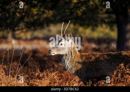 Ein junger Hirschhirsch (Cervus elaphus) mit kleinen Geweihen fängt die Morgensonne in einem Bett aus Bracken im Richmond Park, Richmond upon Thames, London Stockfoto