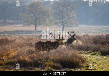 Zwei Hirschhirsche (Cervus elaphus) mit Geweih stehen bei kaltem Winterwetter mit atemberaubendem Atem, Richmond Park, Richmond upon Thames, London Stockfoto