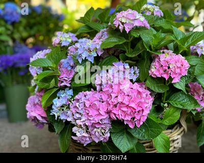 Die Hortensie blüht rosa blaue Blüten im Korb Stockfoto
