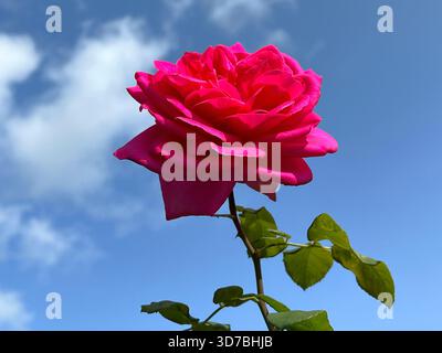 Rosa Rose auf blauem Himmel Stockfoto
