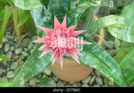 Nahaufnahme einer leuchtend rosa Aechmea-Bromelienblüte mit kleinen blauen Blüten umgeben von glänzend grünen Blättern Stockfoto