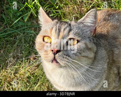 Britische Katzenkatze, die aufmerksam aussieht Stockfoto