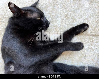 Niedliche schwarze Katze, die auf dem Boden liegt Stockfoto