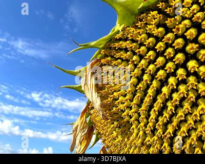 Sonnenblumenkerne auf dem Feld Stockfoto