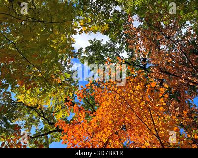 Herbstbäume mit goldgelb-grün-orangefarbenem Laub im Park Stockfoto