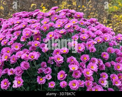 Rosafarbene Chrysanthemen blüht im Herbstpark Stockfoto