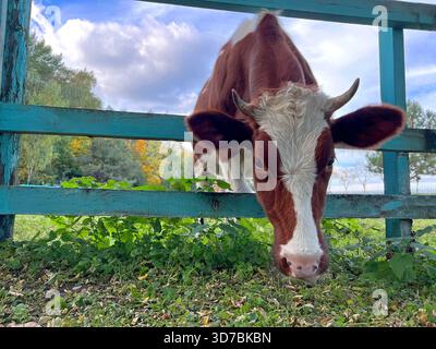 Die Kuh blickt hinter einem Zaun auf einer Farm heraus Stockfoto