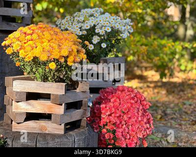 Herbstblumen-Dekoration mit Chrysanthemen im Park Stockfoto