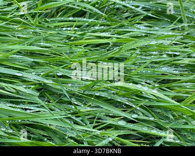 Grünes Gras, nasse Klingen mit Regentropfen Stockfoto