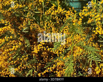 Gelbe Blüten mimosa acacia blühende Pflanze Stockfoto