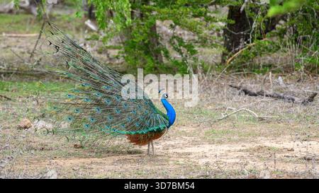 Peacock-Tanz im Yala-Nationalpark, Sri Lanka. Die Federn sind in einer kompletten Seitenansicht mit augenähnlichen Mustern verteilt Stockfoto