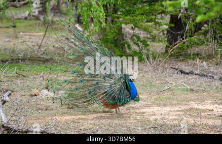 Peacock-Tanz im Yala-Nationalpark, Sri Lanka. Die Federn sind in einer kompletten Seitenansicht mit augenähnlichen Mustern verteilt Stockfoto