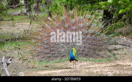Peacock-Tanz im Yala-Nationalpark, Sri Lanka. Die Federn sind in einem vollen Fächer verteilt und zeigen augenähnliche Muster Stockfoto