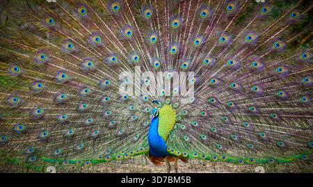 Peacock-Tanz im Yala-Nationalpark, Sri Lanka. Die Federn sind in einem vollen Fächer verteilt und zeigen augenähnliche Muster Stockfoto
