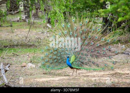 Peacock-Tanz im Yala-Nationalpark, Sri Lanka. Die Federn sind in einem vollen Fächer verteilt und zeigen augenähnliche Muster Stockfoto