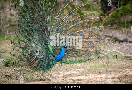 Peacock-Tanz im Yala-Nationalpark, Sri Lanka. Die Federn sind in einer kompletten Seitenansicht mit augenähnlichen Mustern verteilt Stockfoto