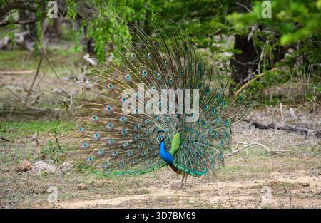 Peacock-Tanz im Yala-Nationalpark, Sri Lanka. Die Federn sind in einem vollen Fächer verteilt und zeigen augenähnliche Muster Stockfoto